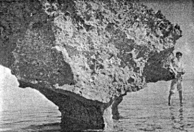 沖ノ鳥島唯一の北露岩